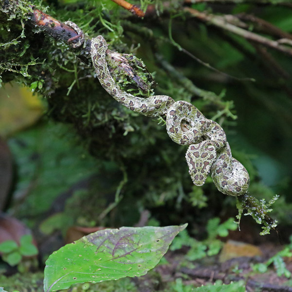 Eyelas Viper